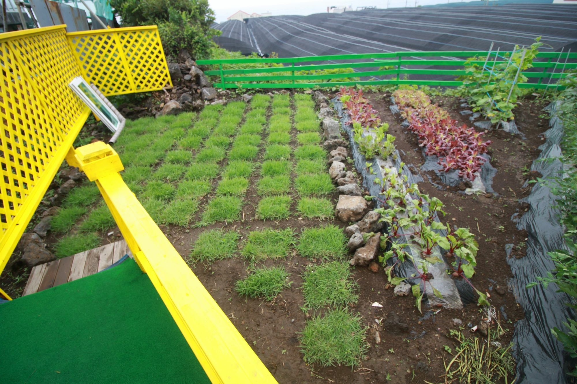 Jeju Sunflower Pension Seogwipo Dış mekan fotoğraf